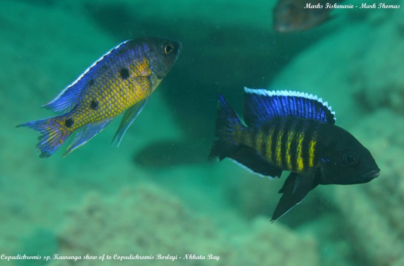 Copadichromis sp. 'kawanga' Nkhata Bay
